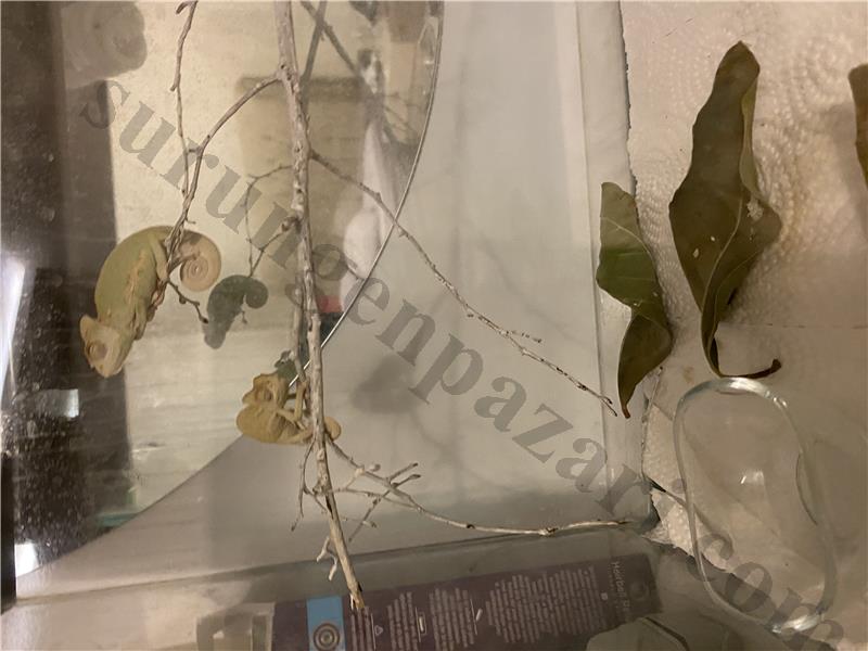 Çok uyguna verilecektir iki çift bukalemun Her şeyiyle beraber verilecektir her yere kargo var