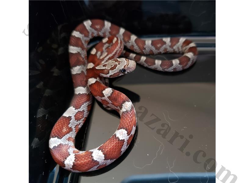 Ultramel Masque corn snake 