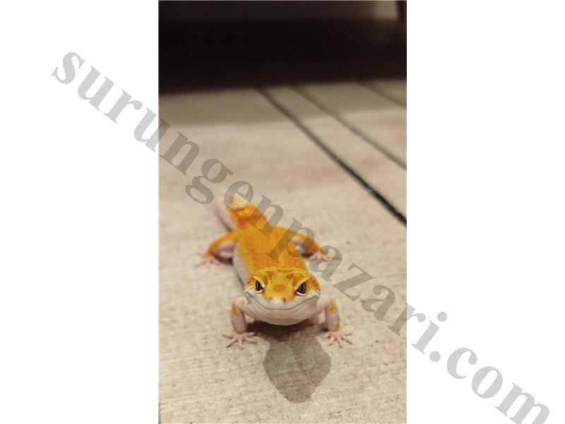 2 Yaşında Dişi Leopard Gecko