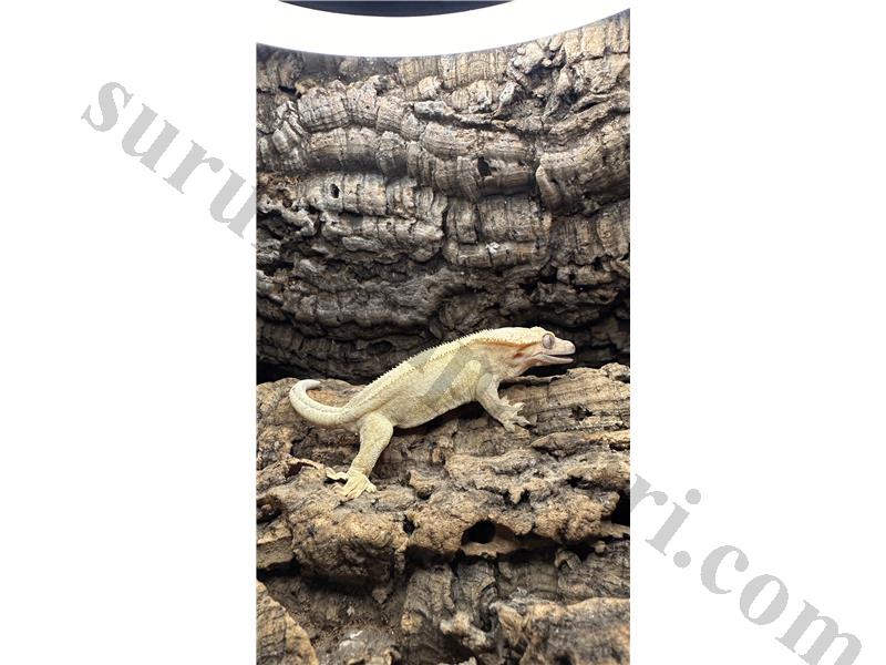 SÜPER ADULT CRESTED GECKOLAR