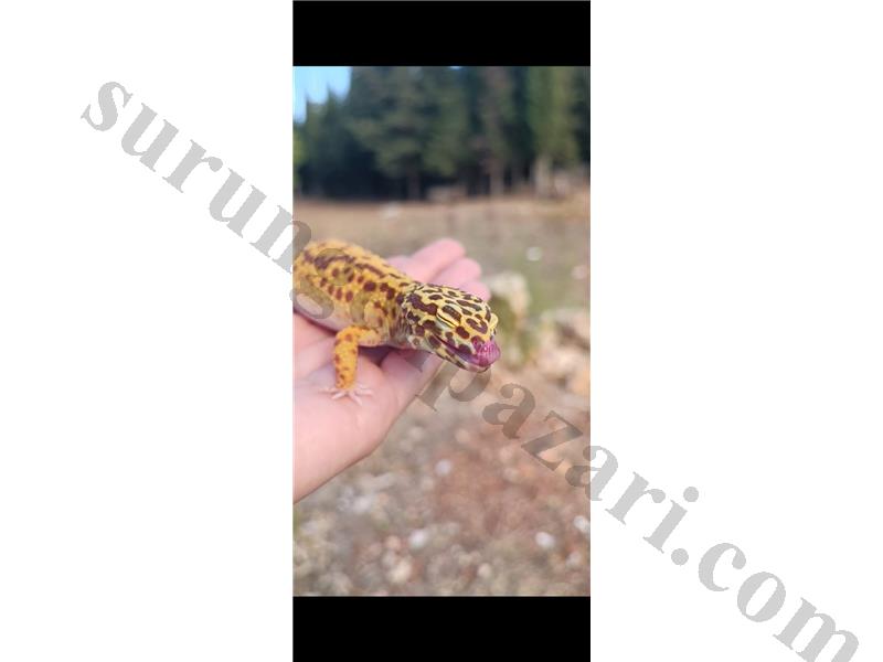 Leopar Gecko malzemeleri ile birlikte vericem 