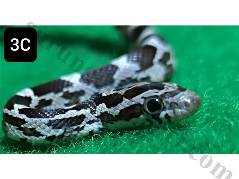 Corn Snake Mısır Yılanı 