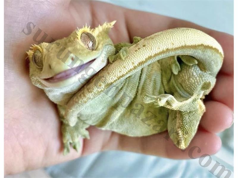 Evcil Yavru - Adult Crested Geckolar