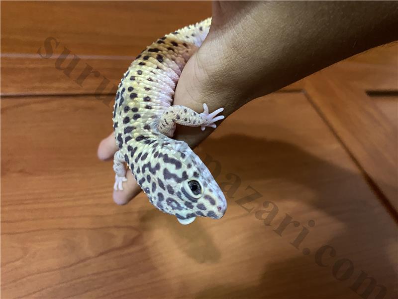 3 Yaşında Sağlıklı Leopard Gecko 