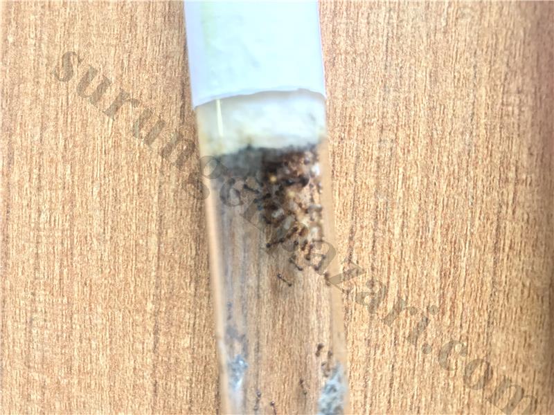 Aphaenogaster +35 işçili