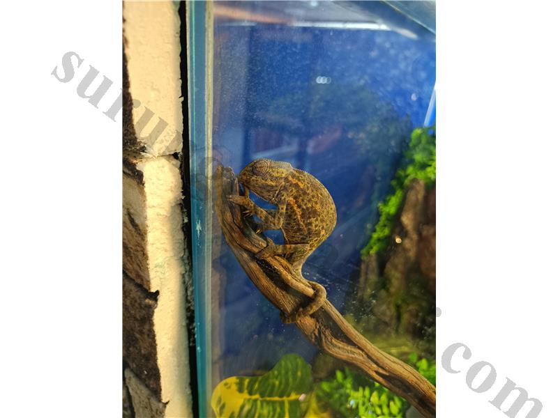 Yasal Senegal Bukalemun 