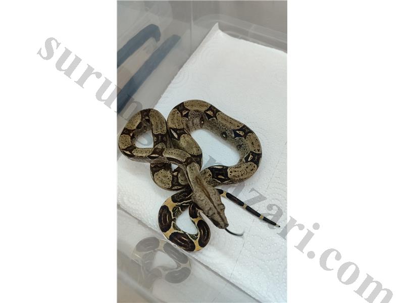 Yavru uysal boa 