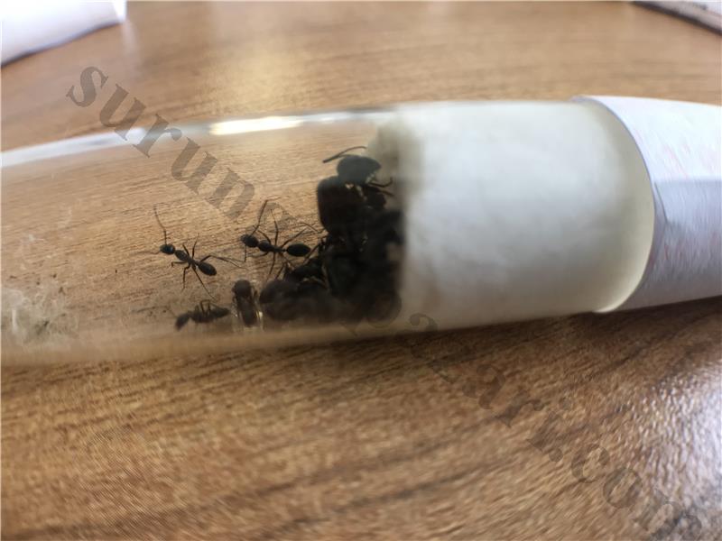 camponotus ligniperda +15 işçili