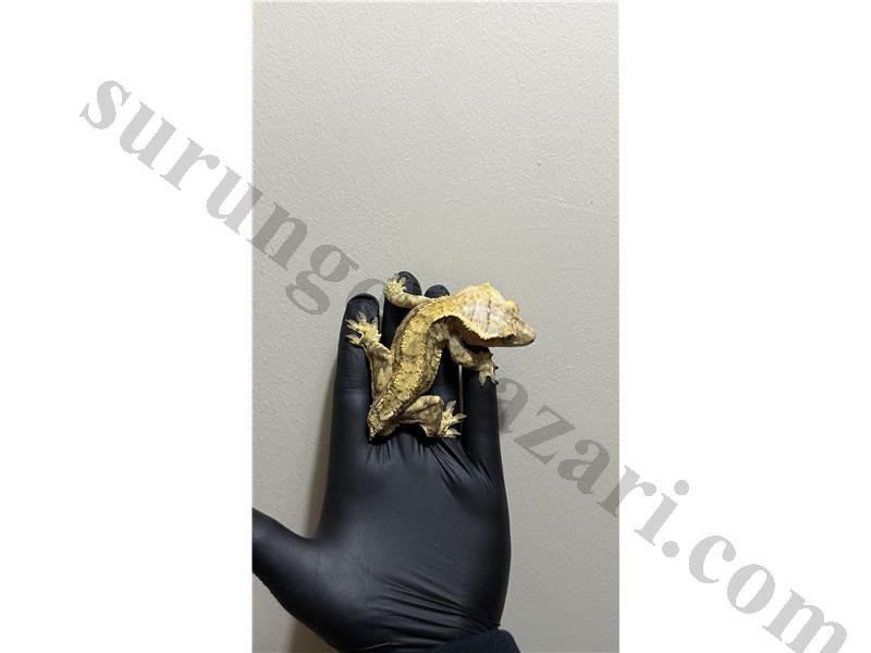 SÜPER KALİTE ADULT CRESTED GECKOLAR