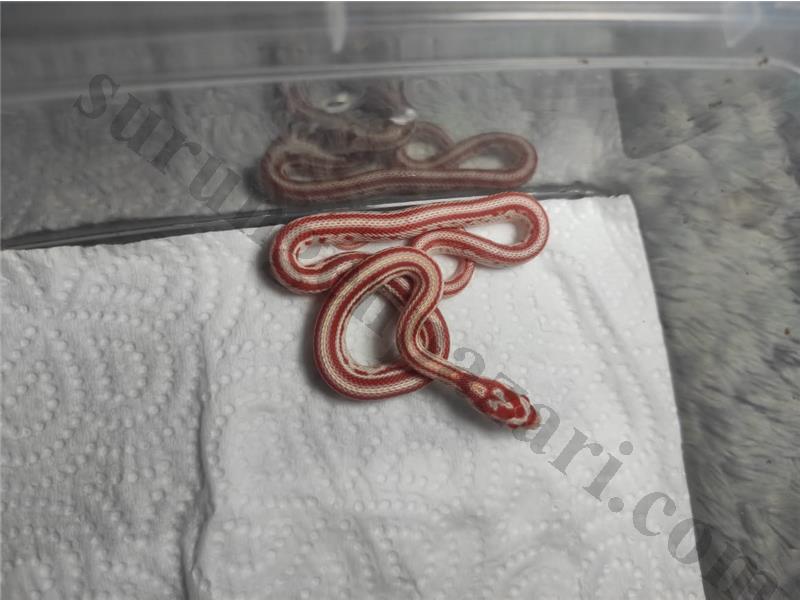 Yavru corn snake 