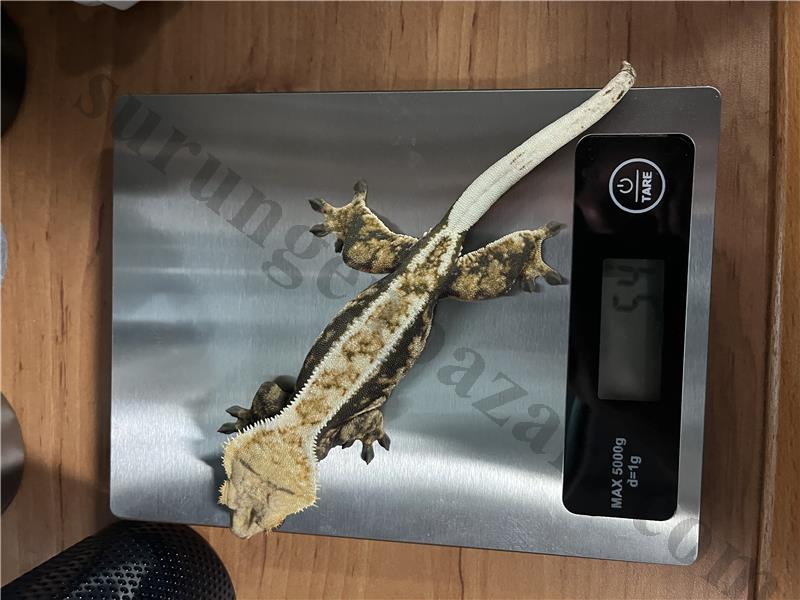 YAVRU VEREN ÇİFT CRESTED GECKO