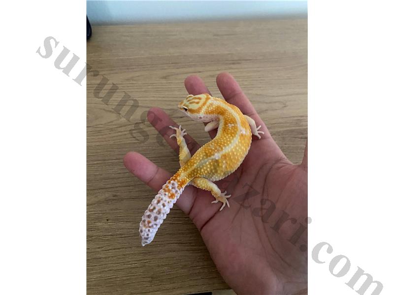 YETİŞKİN DİŞİ LEOPARD GECKO