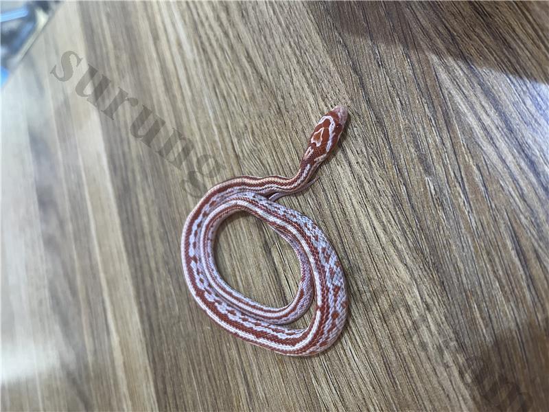 Yavru Corn snake 81 ile teslim