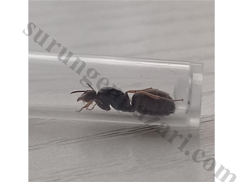 Tetra ve lasius