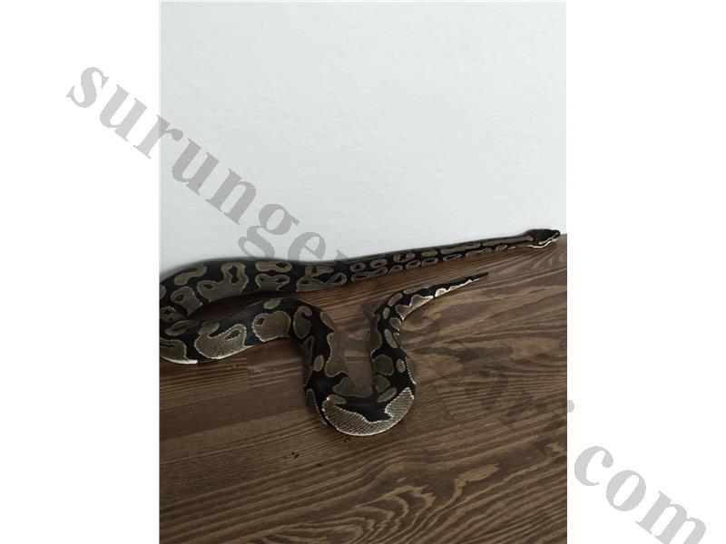 Dişi Ball Python