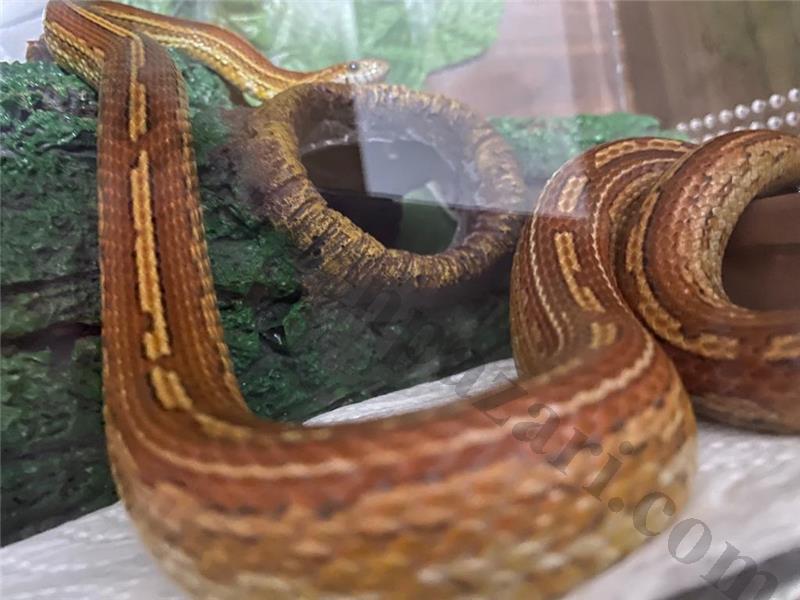 2,5 yaşında corn snake mısır yılanı tessera evcil dışı 