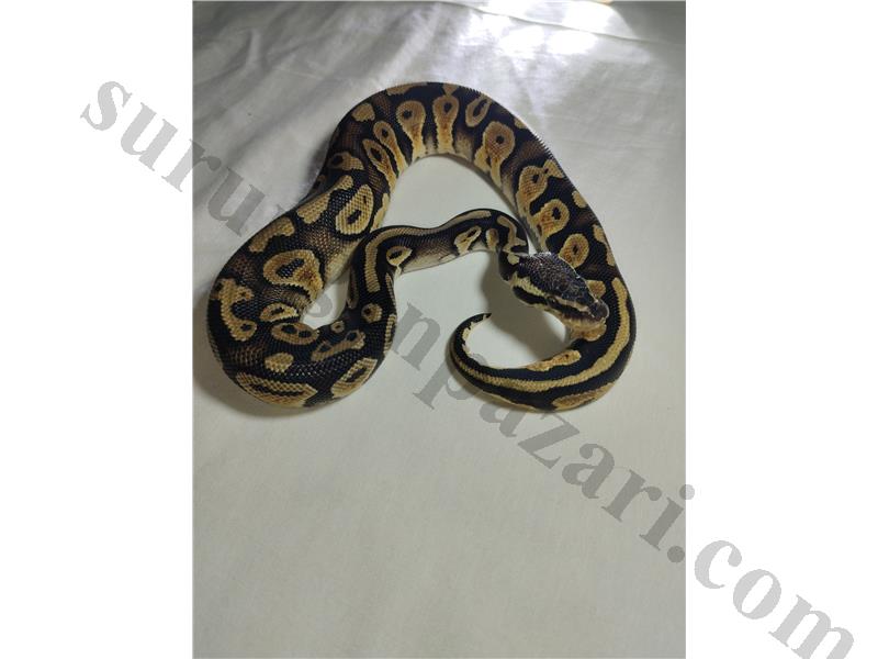 Yavru top Piton/ball Python