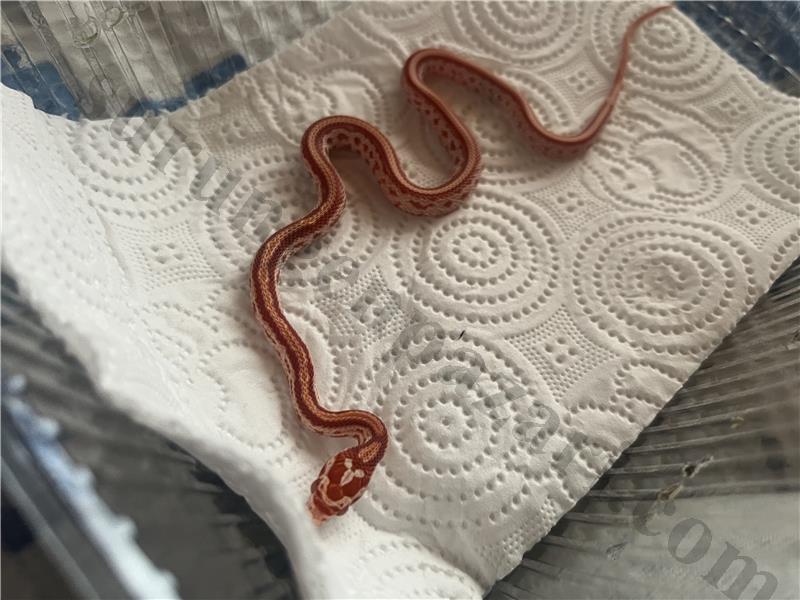 Yavru amel tessera corn snake