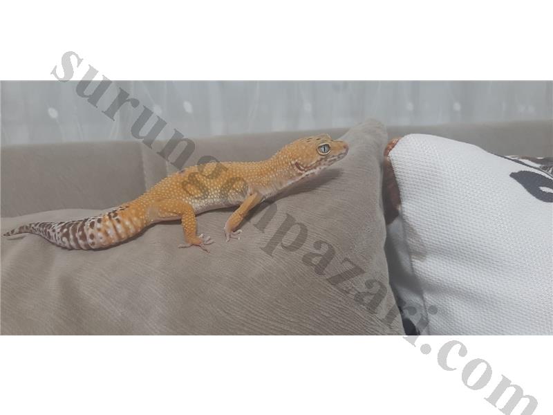 2.5 YAŞINDA DİŞİ LEOPARD GECKO , TERARYUM İÇİ MALZEME,YEMLERİ VE VİTAMİNLERİ İLE VERİLECEK