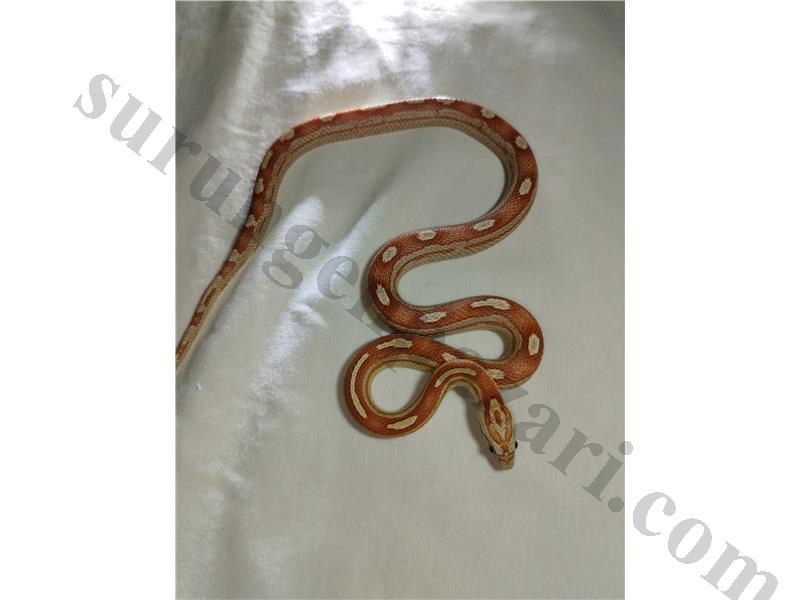 Caramel hypo motley corn yılanı snake genç 