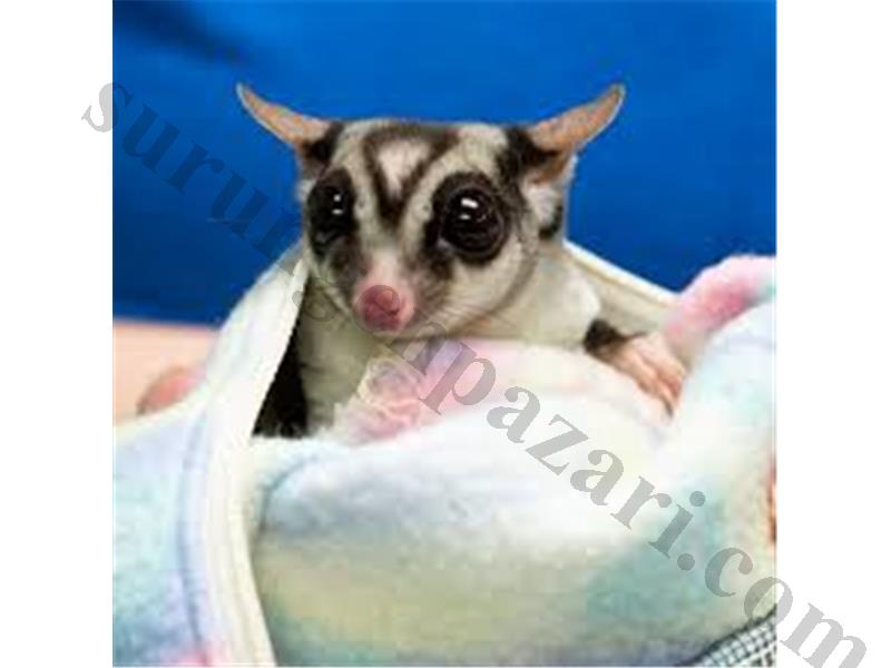 Sugar Glider