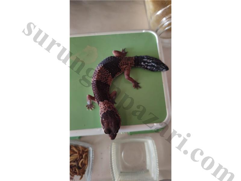 Yasal Çipli ve Belgeli AFT Gecko