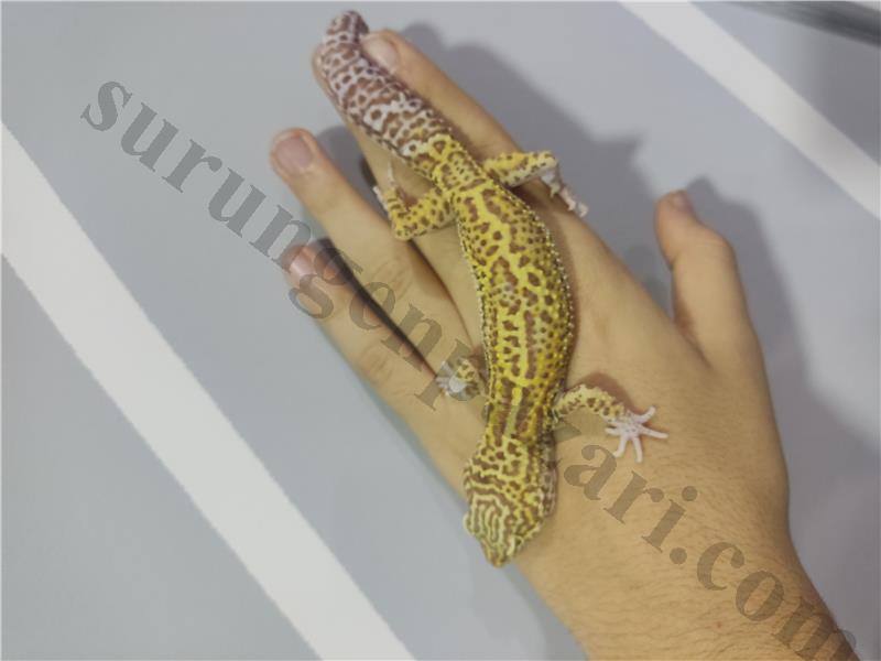 Erkek leopard gecko