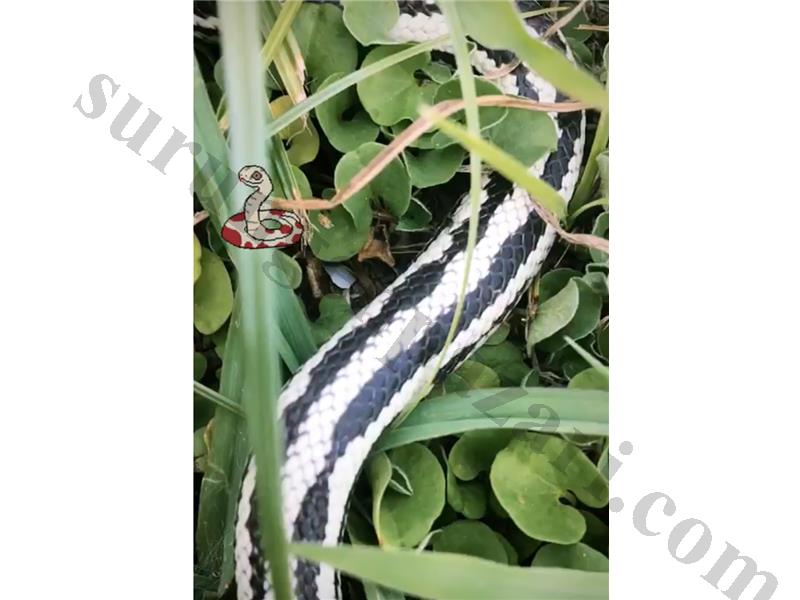 California King Snake High White