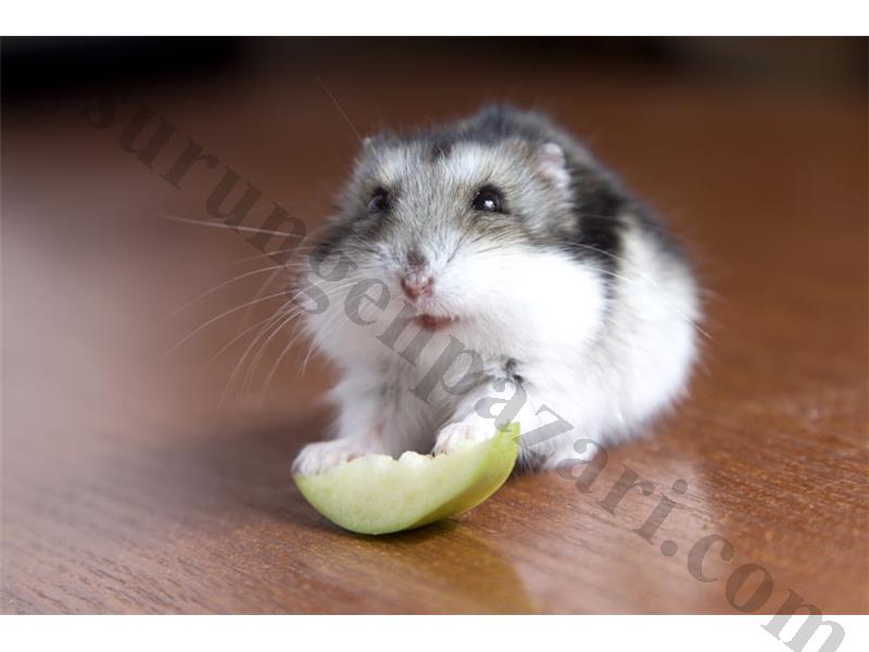 hamster gonzalez gunıea pıg