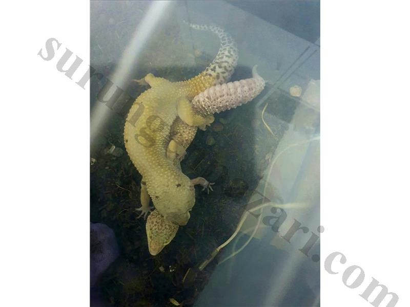 Leopard Gecko Çift