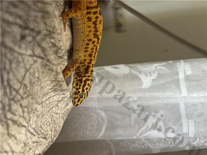 Leopar Gecko tüm malzemeleri ile birlikte vereceğim